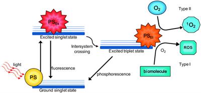 Tissue Engineering and Photodynamic Therapy: A New Frontier of Science for Clinical Application -An Up-To-Date Review